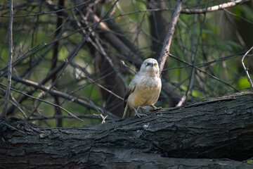 Bird or Wildlife captured at Sultanpur Bird Sanctuary, Haryana, India