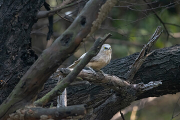Bird or Wildlife captured at Sultanpur Bird Sanctuary, Haryana, India