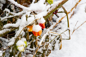 日本の雪の風景、枯れ草の山とオレンジの実に積もる雪　横位置