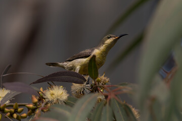 Bird or Wildlife captured at Sultanpur Bird Sanctuary, Haryana, India