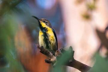 Purple Sunbird captured at Sultanpur Bird Sanctuary, Haryana, India