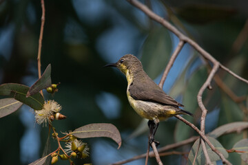 Bird or Wildlife captured at Sultanpur Bird Sanctuary, Haryana, India