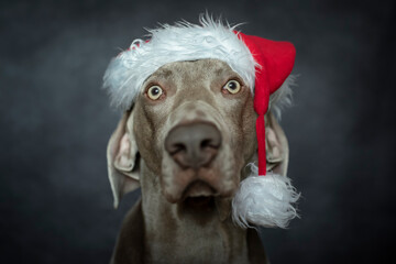 Perro con gorro de papa noel