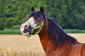 Portrait of a pretty bay pony