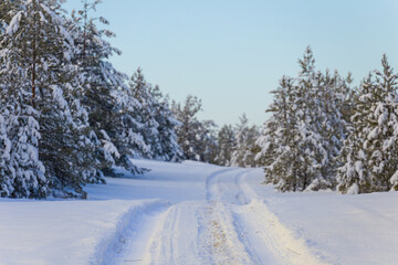 Fototapeta na wymiar road through the pine tree forest in snow at the bright day, natural seasonal outdoor scene