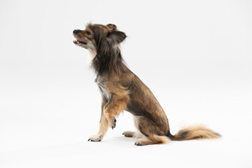 Mongrel dog sits with open muzzle and paw raised on white background. Multi-breed dog.