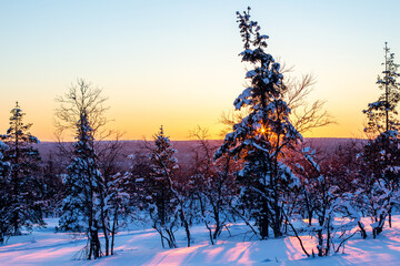 Winter sun shining through trees