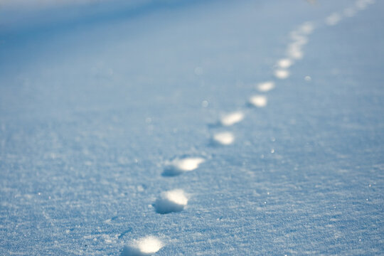 Animal tracks in snow on clear frosty day. Wildlife Trail. Background.