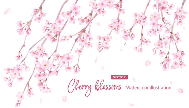 春の花：枝垂れ桜の花と散る花びらの水彩イラスト。バナー背景。（ベクター。レイアウト変更可能）