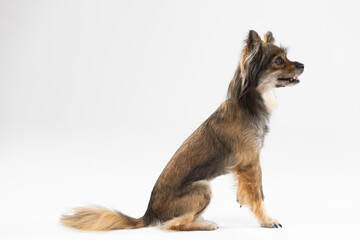Mongrel dog sits with open muzzle and paw raised on white background. Multi-breed dog.