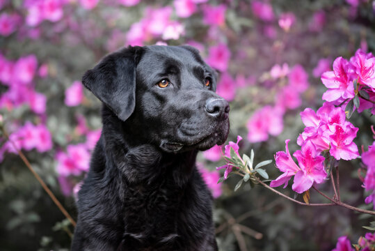 Labrador negro entre flores