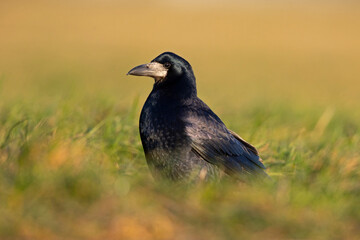 A rook (Corvus frugilegus) foraging in the grass photographed from a low angle.