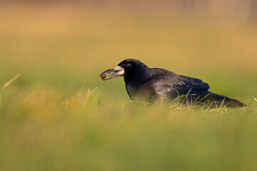 A rook (Corvus frugilegus) foraging with a hazelnut in its beak.