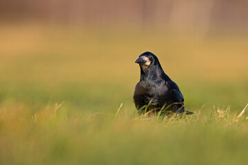 A rook (Corvus frugilegus) foraging in the grass photographed from a low angle.