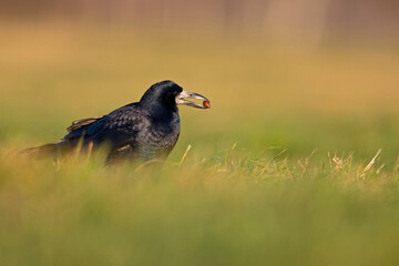 A rook (Corvus frugilegus) foraging in the grass photographed from a low angle.