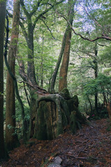 Fototapeta premium Winter Yaskuhima forest in Kyusyu Japan(World Heritage in Japan)