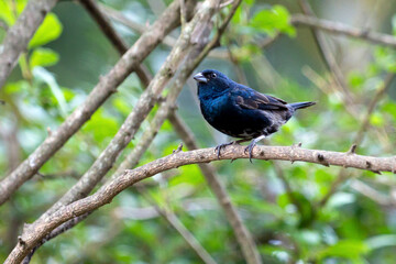 A Blue-black Grassquit as know as Tiziu perched on the branch. Species Volatinia jacarina. Green background. Animal world. Birdwatching. Birding. Blue bird.