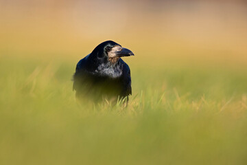 A rook (Corvus frugilegus) foraging in the grass photographed from a low angle.