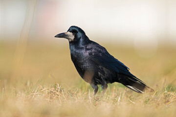 A rook (Corvus frugilegus) foraging in the grass photographed from a low angle.