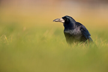 A rook (Corvus frugilegus) foraging in the grass photographed from a low angle.