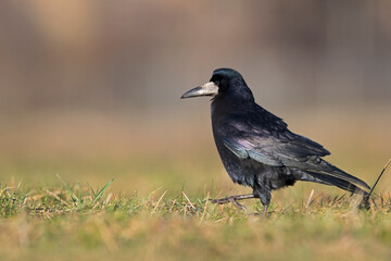 A rook (Corvus frugilegus) foraging in the grass photographed from a low angle.