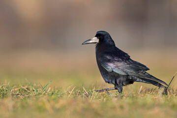 Obraz premium A rook (Corvus frugilegus) foraging in the grass photographed from a low angle.
