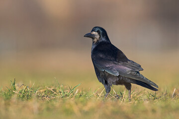 Fototapeta premium A rook (Corvus frugilegus) foraging in the grass photographed from a low angle.
