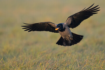 A hooded crow (Corvus cornix) in flight with a sausage in its beak.