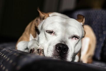 Beautiful purebred terrier sleeping on a bed