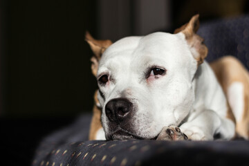 Beautiful purebred terrier sleeping on a bed
