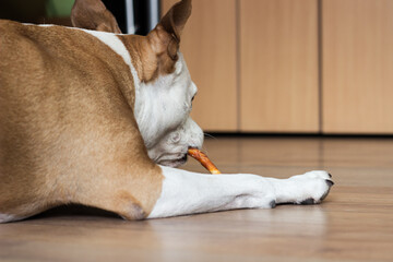 A sweet dog eats a treats. At the home
