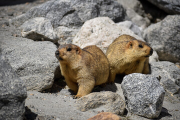 Marmot captured at Ladakh, India