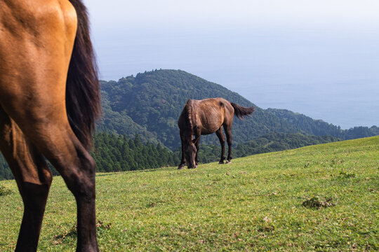 Wild horses (cape horses) and landscape photos at Cape Toimisaki