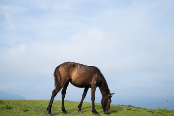 Wild horses (cape horses) and landscape photos at Cape Toimisaki