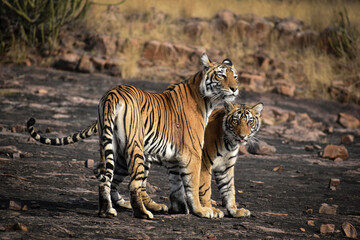Fototapeta na wymiar Tigress with cub captured at Ranthambore National Park, India