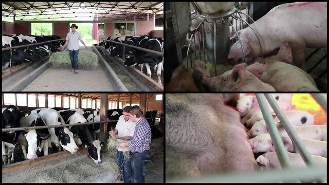 Sustainable Livestock Farming Conceptual Multi Screen Video Montage. Animal Husbandry. Cattle And Pigs On A Farm. Meat And Dairy Production.