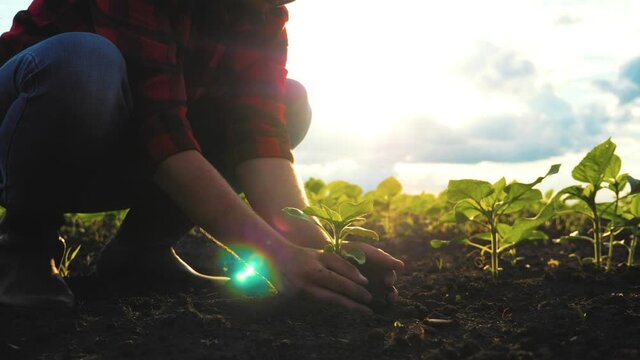 Farmer hand holding leaf of cultivated plant. Hands holding pile of arable soil. Agriculture, gardening or ecology concept.