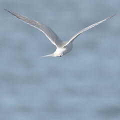 Sandwich Tern in flight, Patagonia Argentina.