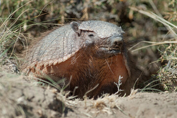Hairy Armadillo, in desert environment, Peninsula Valdes, Patagonia, Argentina