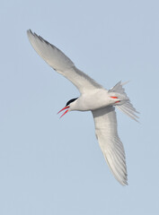 Fototapeta premium Sandwich Tern in flight, Patagonia Argentina.