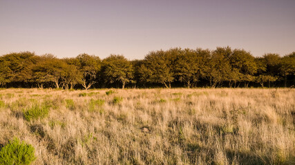 Fototapeta premium Pampas forest environment, La Pampa province, Argentina.