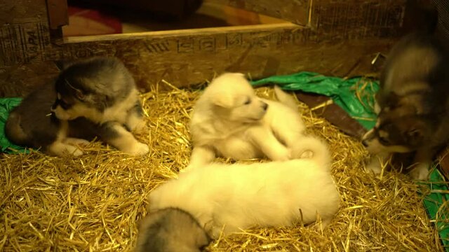 Close-Up Shot Of Cute Puppies Playing Together In Animal Shelter - Fairbanks, Alaska