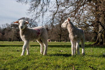 lambs in field in the springtime