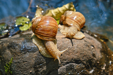 A snail is, in loose terms, a shelled gastropod. The name is most often applied to land snails,...