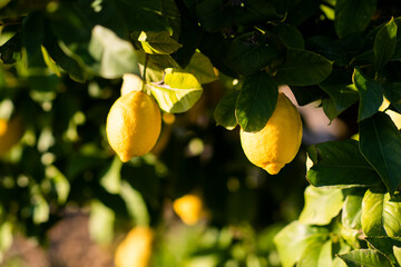 Limones, ácido, exprimir, fumo, limonada, frutal, Andalucía, Huelva