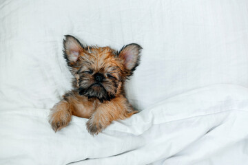 a sleeping newborn Brussels Griffon puppy of red color lies under a white blanket with closed eyes. High quality photo