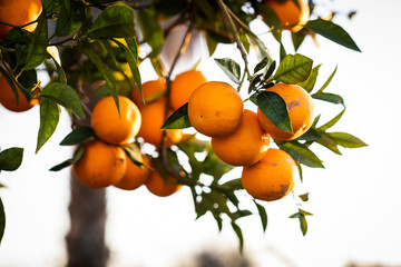 Naranjas comida calor aroma azahar invierno vitaminas 