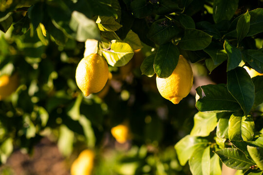 Limones, &aacute;cido, exprimir, fumo, limonada, frutal, Andaluc&iacute;a, Huelva