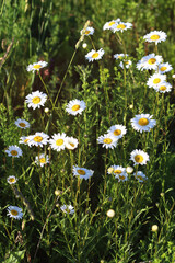 Pharmacy chamomile close-up.  Field daisies in the meadow in Sunny weather. white daisies on blue sky with clouds.