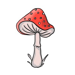 Red poisonous amanita,
Toxic mushroom amanita on white background